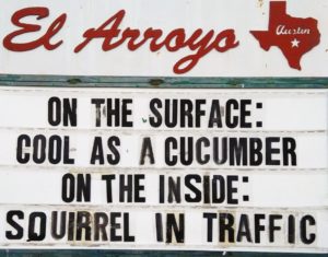 on the surgae cool as a cucumber on the inside squirrel in traffic